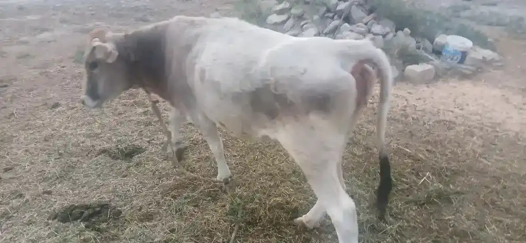 ГЫСЫР СЫГЫР - Bäherden - img 7