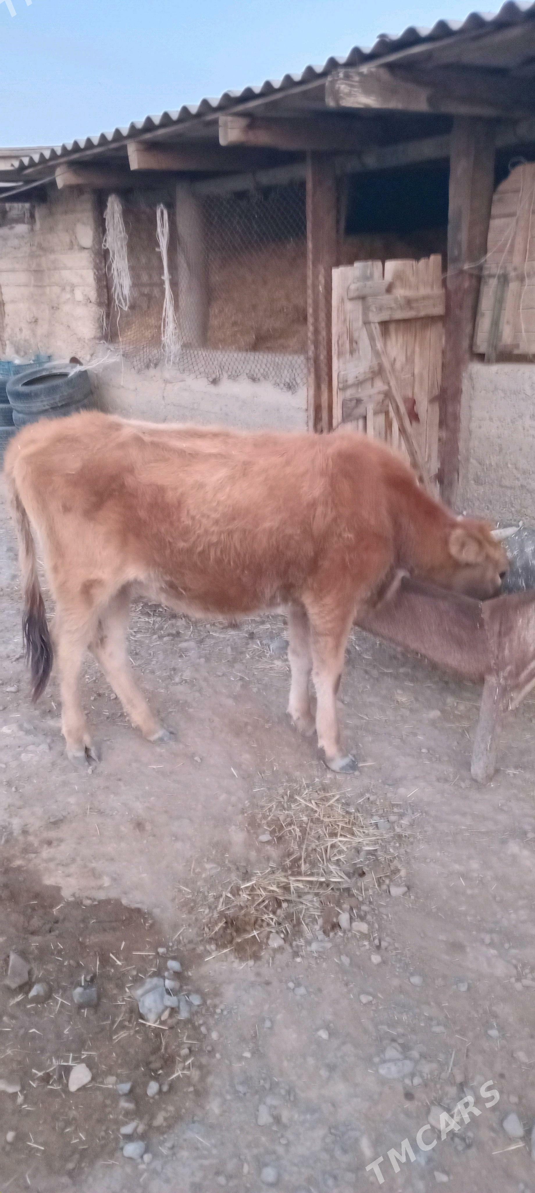 tüwe - Гызыларбат - img 2