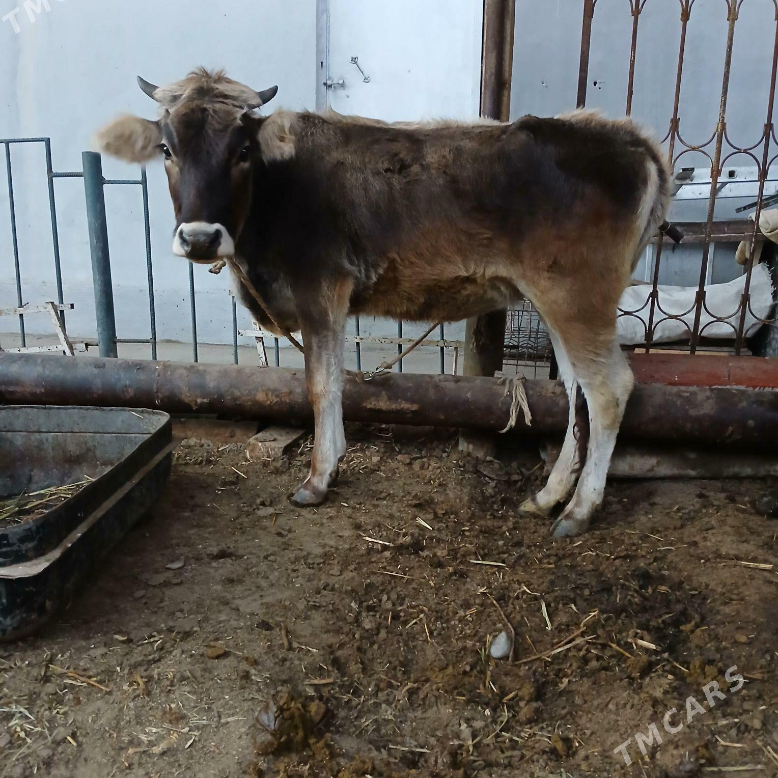 tuwe - Aşgabat - img 2