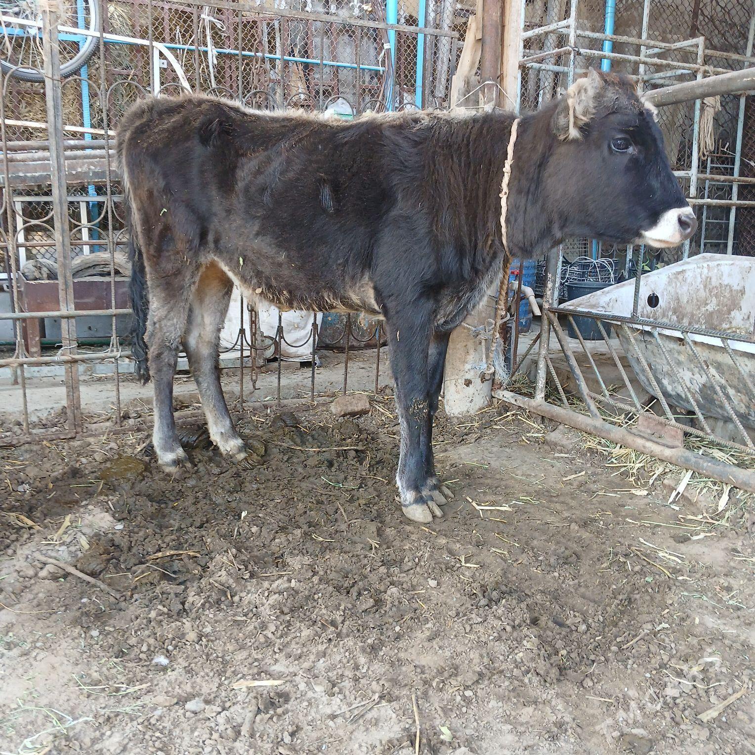 tuwe - Aşgabat - img 3