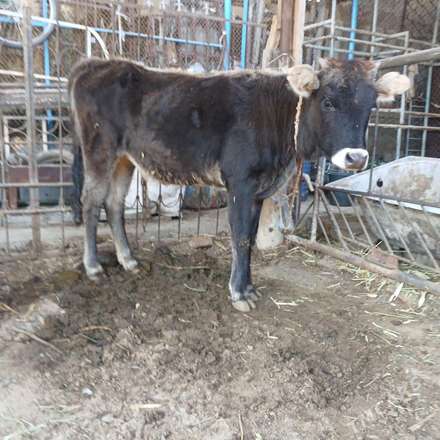 tuwe - Aşgabat - img 4