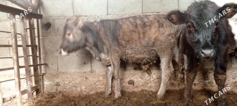 okuz gole - Ak bugdaý etraby - img 1