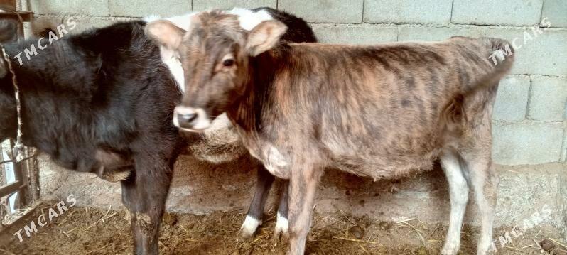 okuz gole - Ak bugdaý etraby - img 3