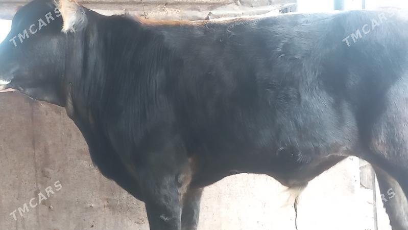 okuz - Gumdag - img 1