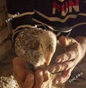 gigant jüyje - Mary - img 3