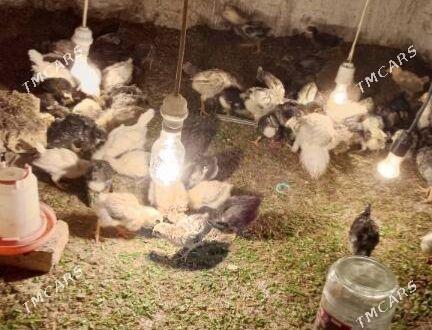 gigant jüyje - Mary - img 4