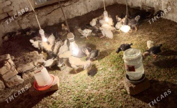 gigant jüyje - Mary - img 5