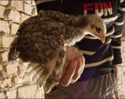 gigant jüyje - Mary - img 2