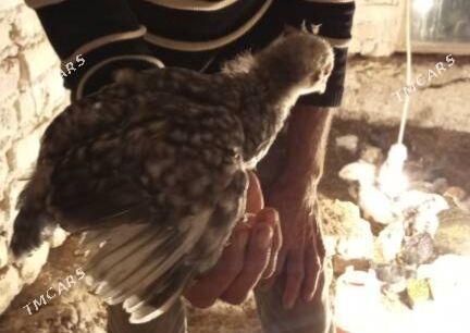 gigant jüyje - Mary - img 1