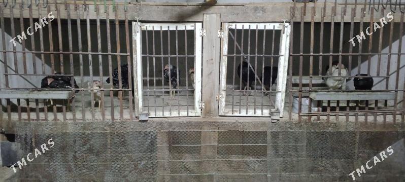 juja horaz towuk - Daşoguz - img 2