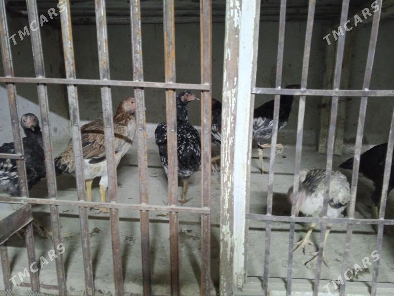 juja horaz towuk - Daşoguz - img 3