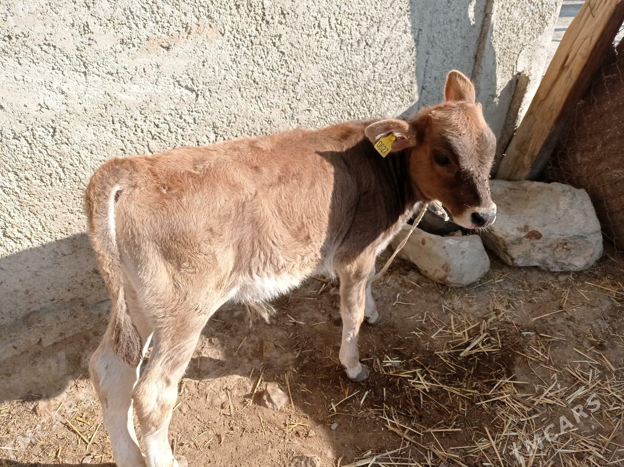 göleli sygyr - Bereket - img 3