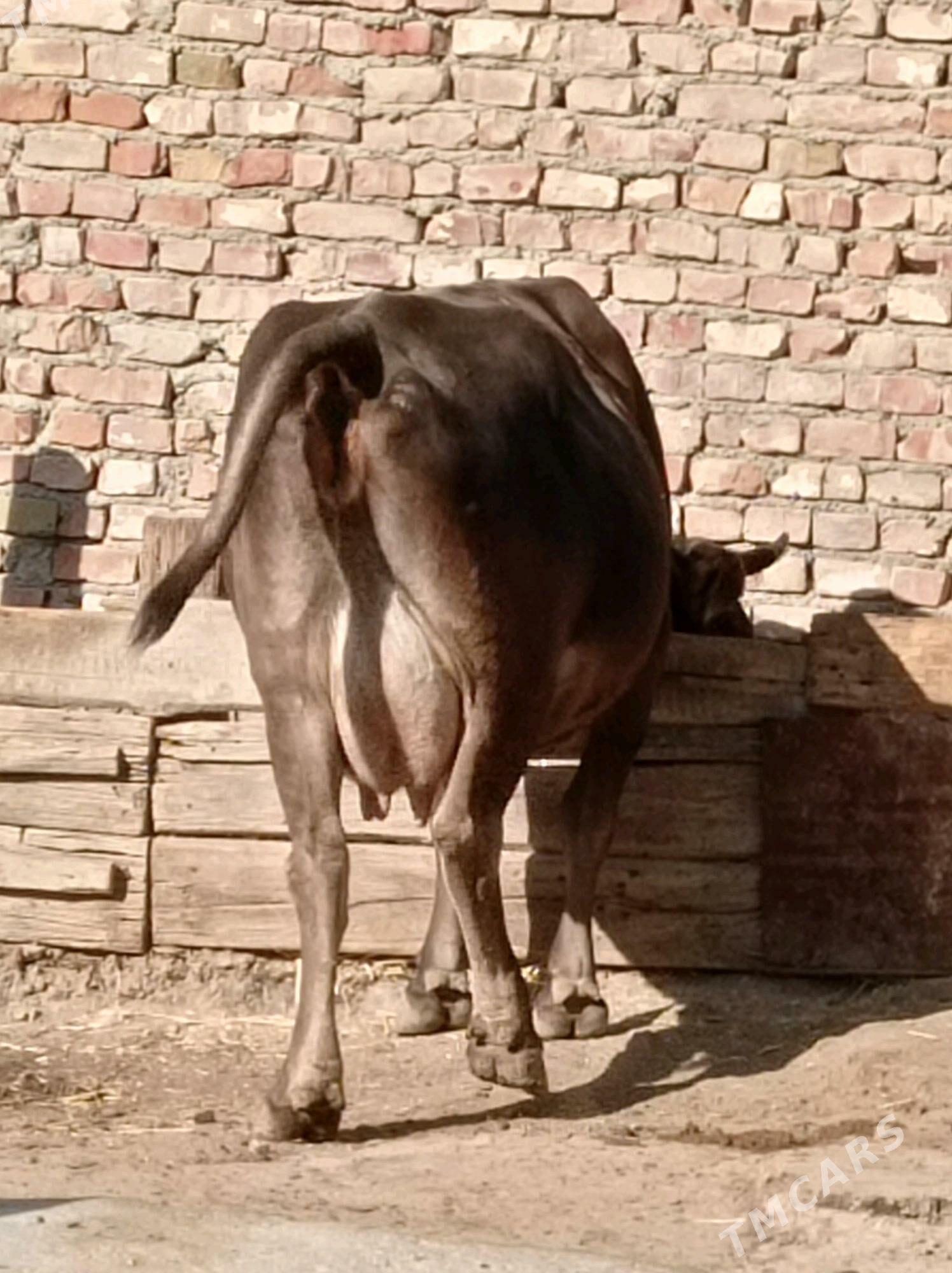 göleli sygyr - Bereket - img 2