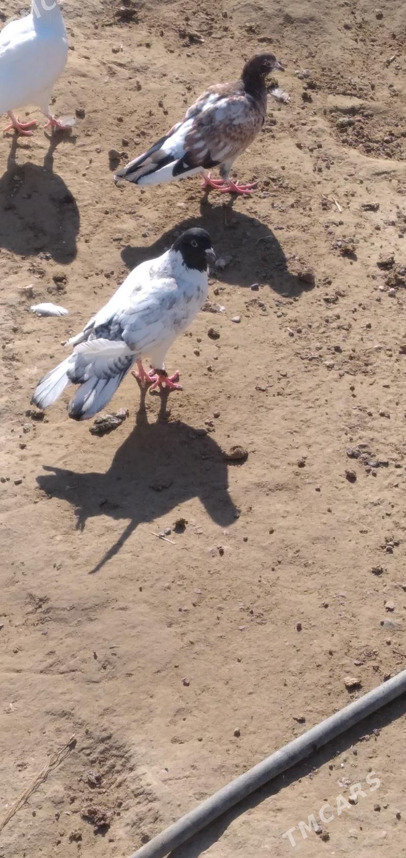 kepder - Aşgabat - img 2