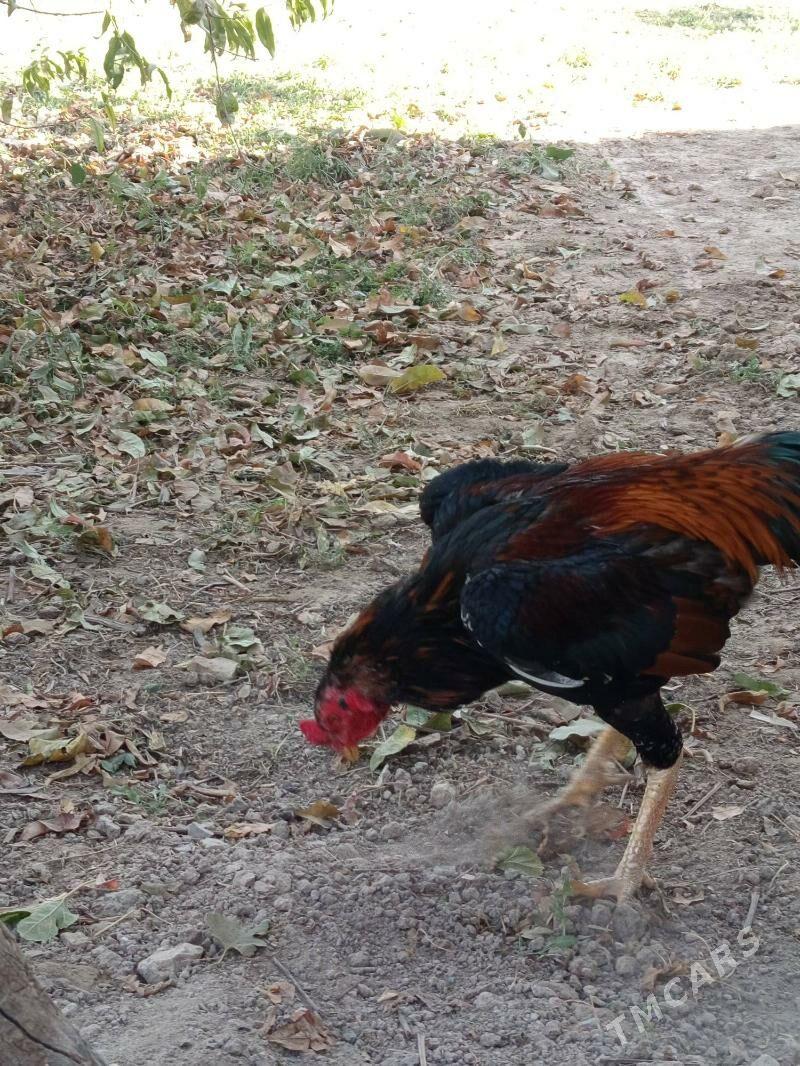 HORAZ. - Дянев - img 4