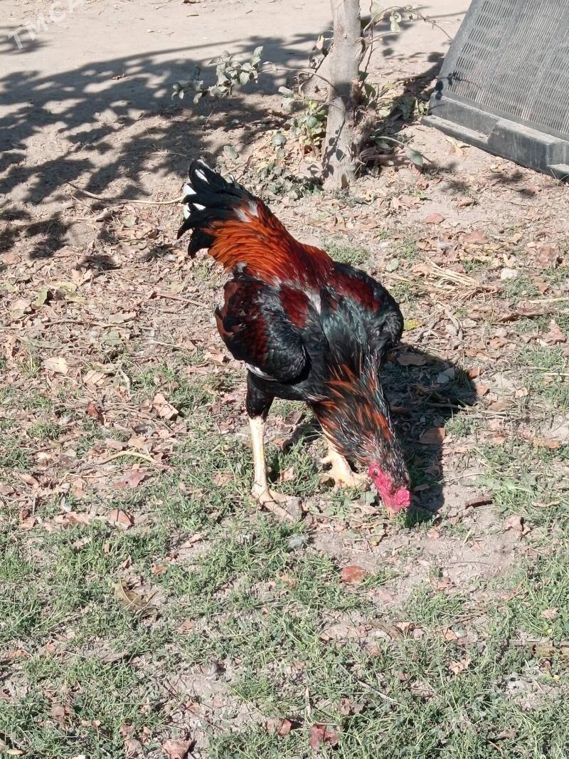 HORAZ. - Дянев - img 3