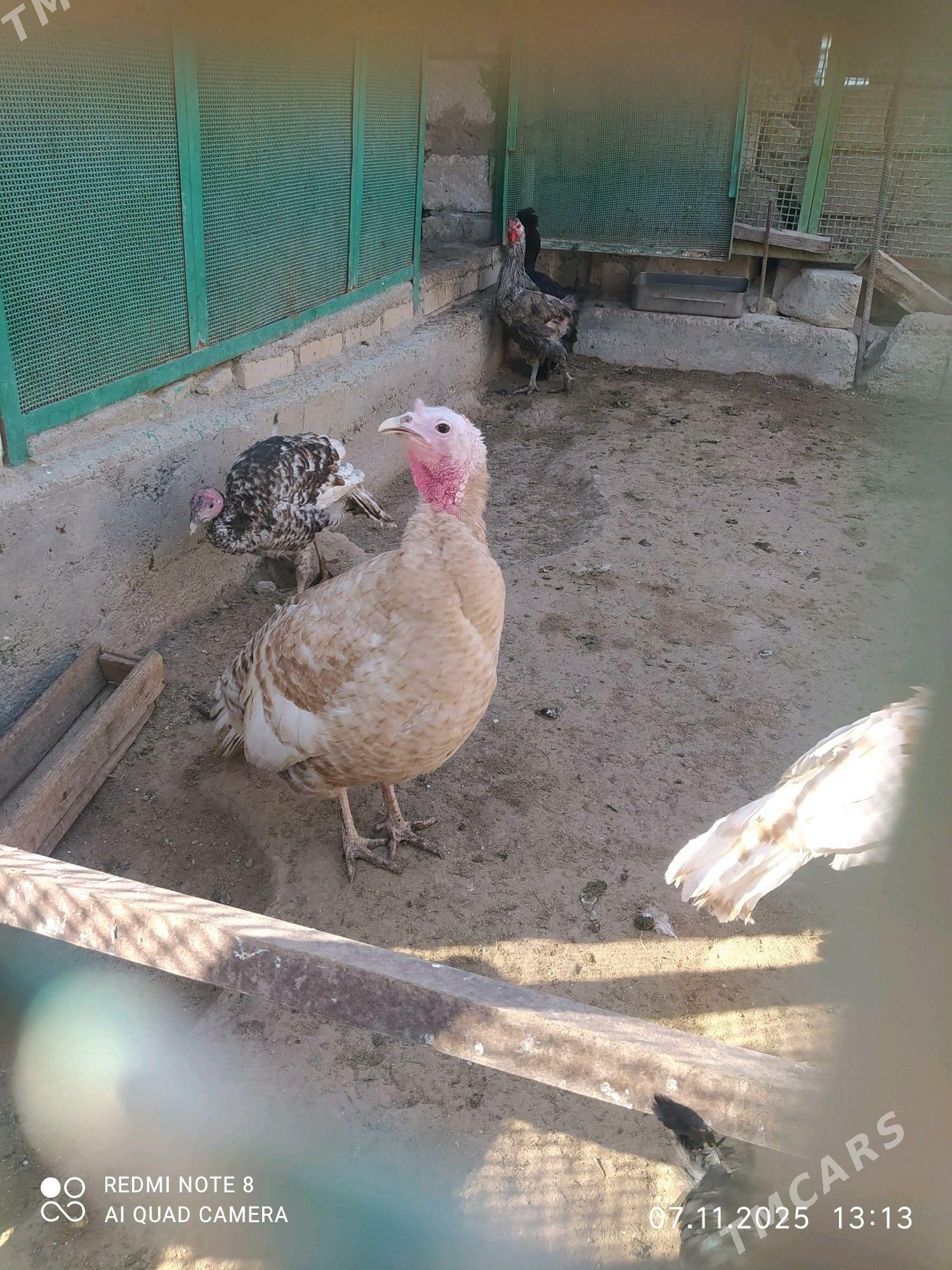 induk - Türkmenbaşy - img 3