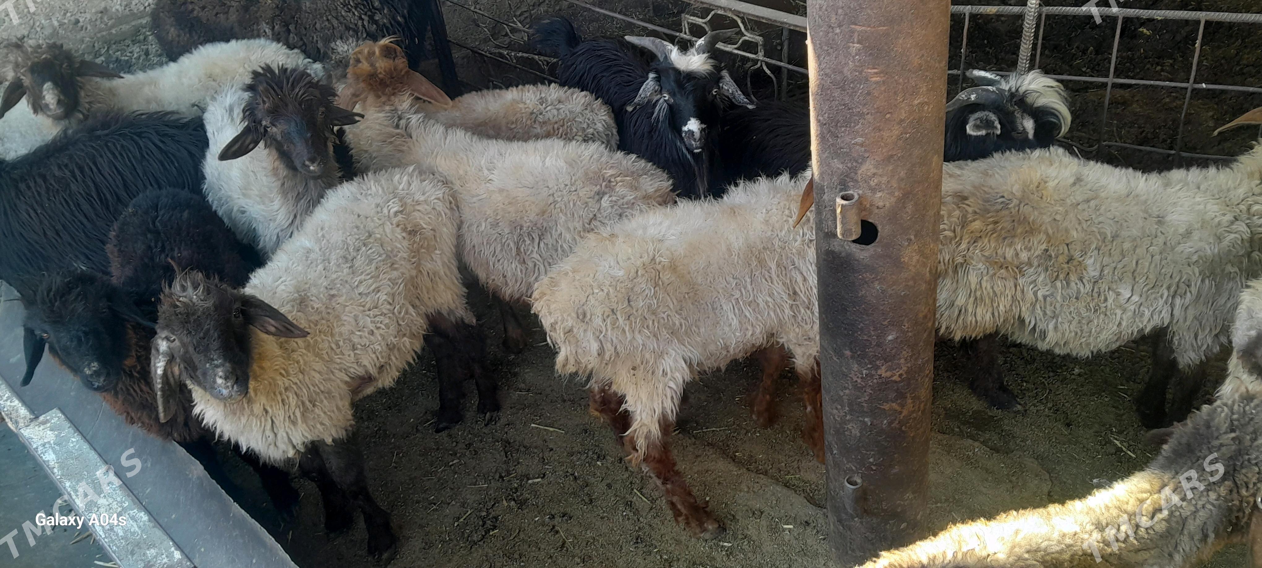 tokly - Гёкдепе - img 3