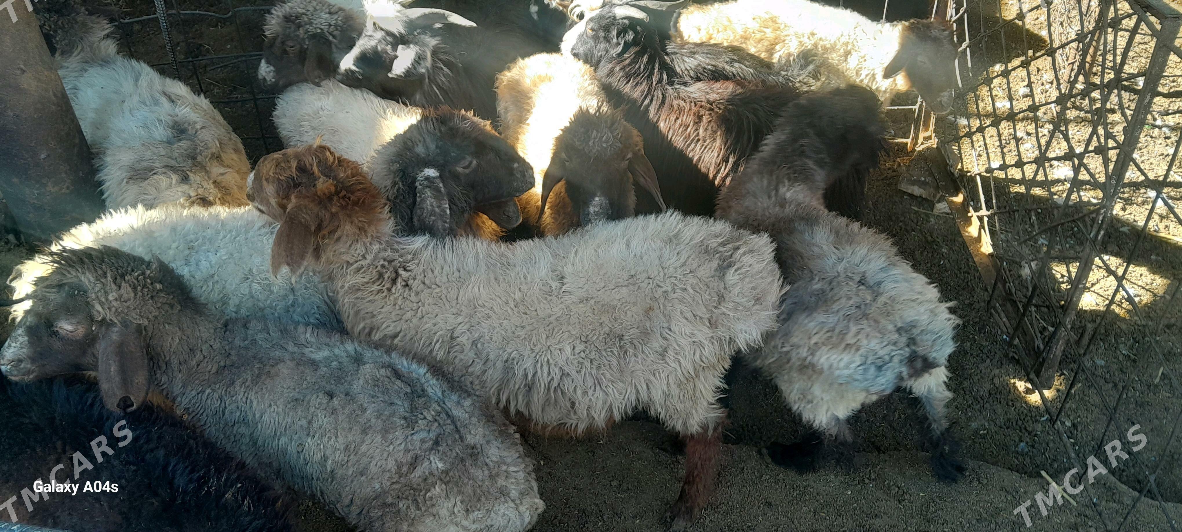 tokly - Гёкдепе - img 2