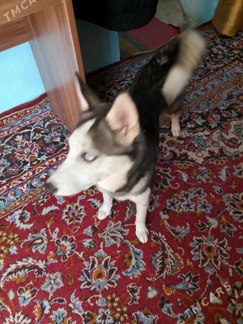 лайка хаски - 9 mkr - img 2