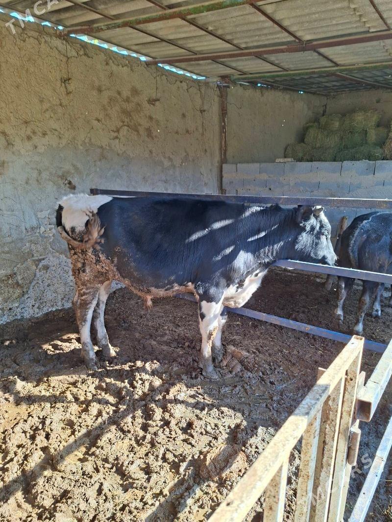 ök7z - Änew - img 5