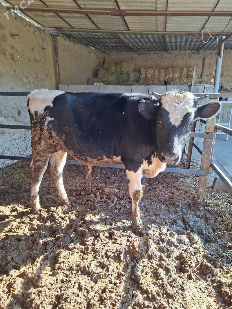 ök7z - Änew - img 2