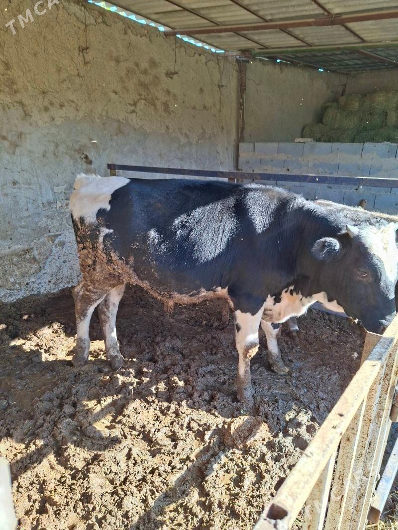 ök7z - Änew - img 4