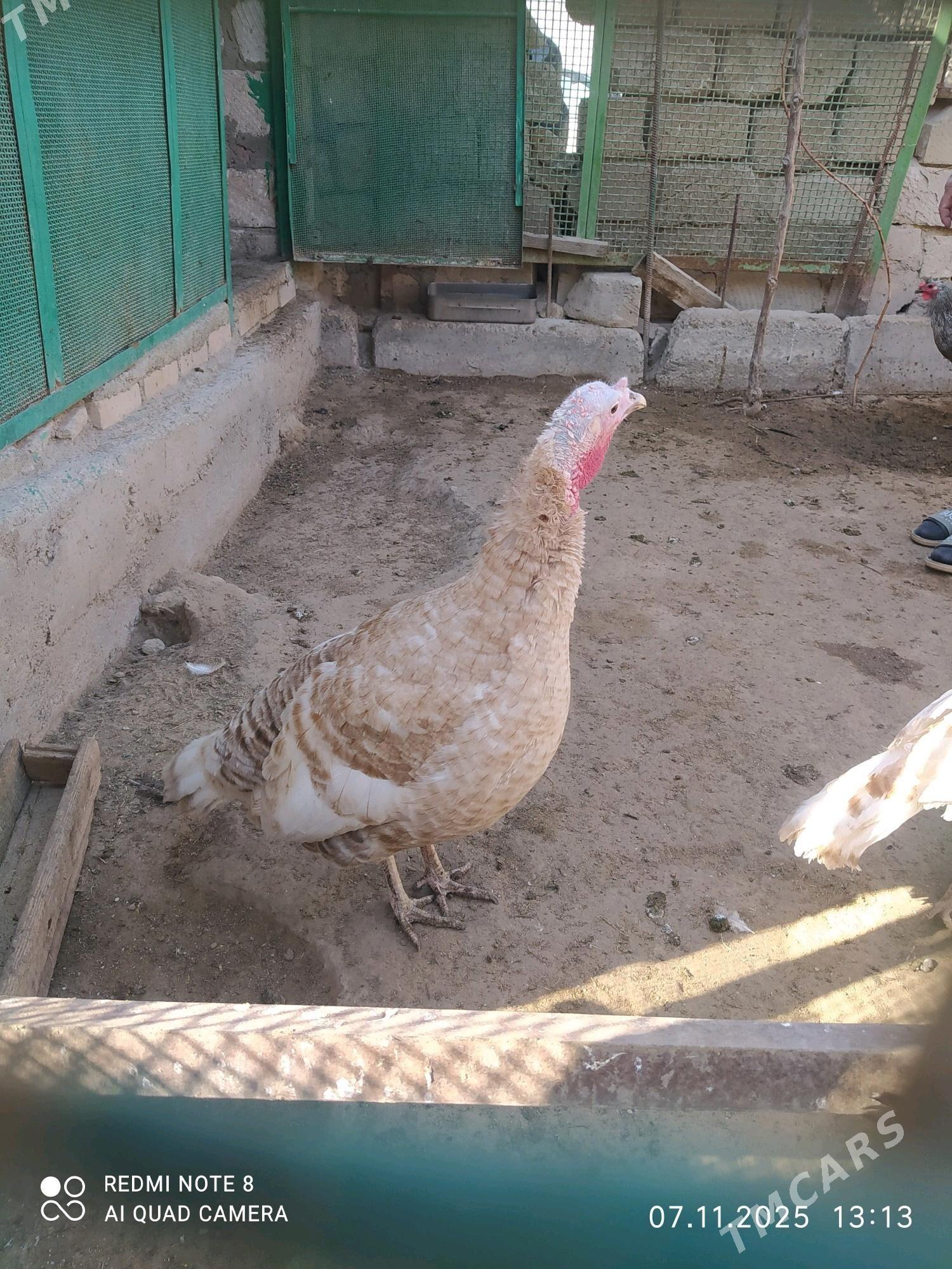 induk - Türkmenbaşy - img 2