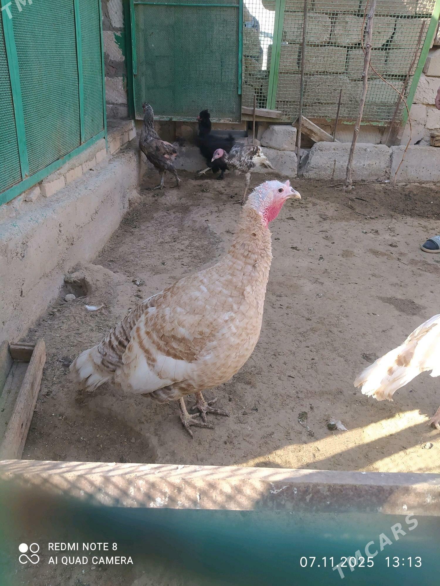 induk - Türkmenbaşy - img 1