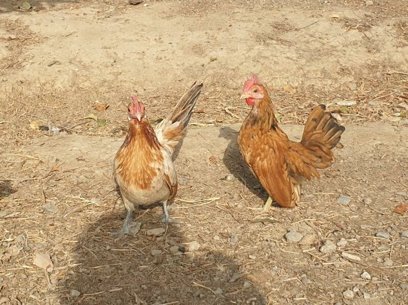 karlik serama - Kaka - img 3