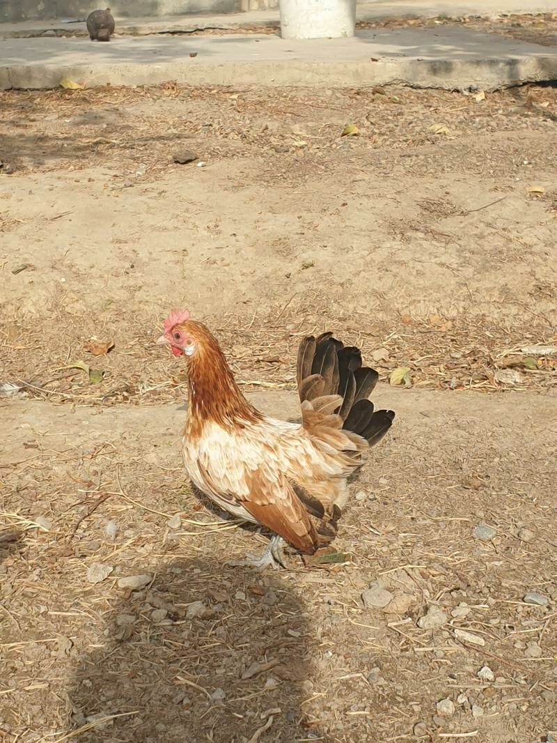 karlik serama - Kaka - img 4