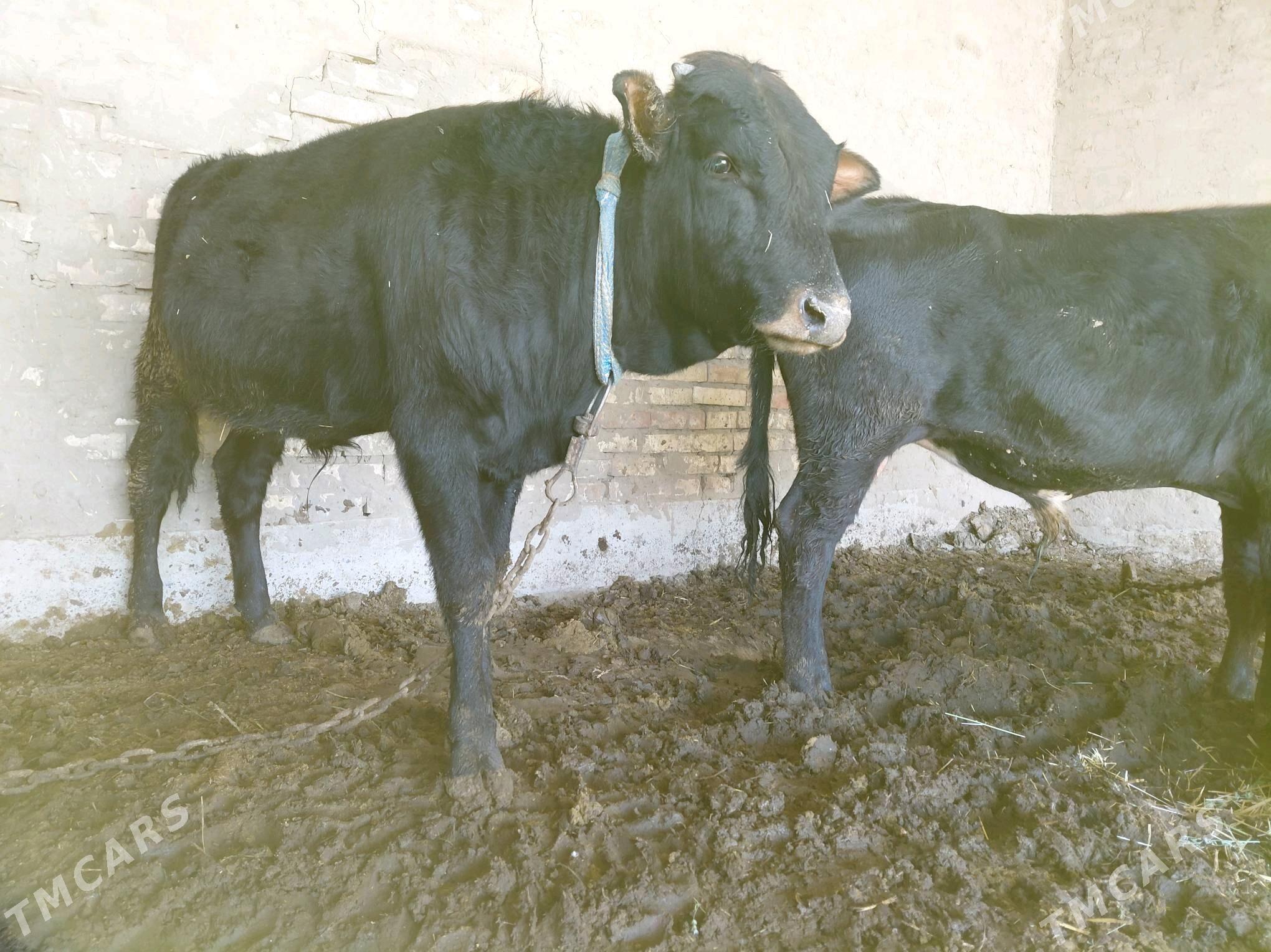 Öküz - Sakarçäge - img 1