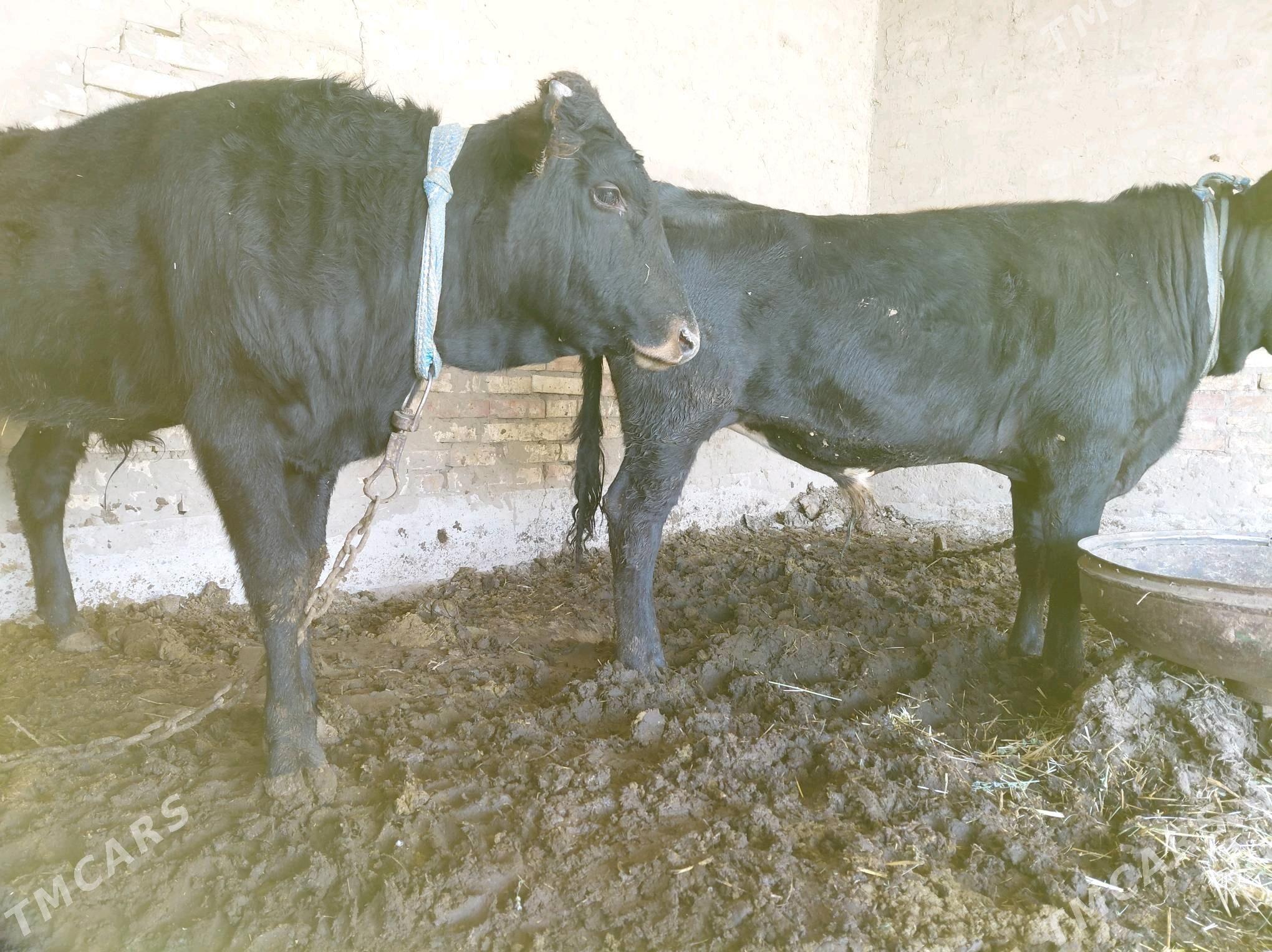 Öküz - Sakarçäge - img 2