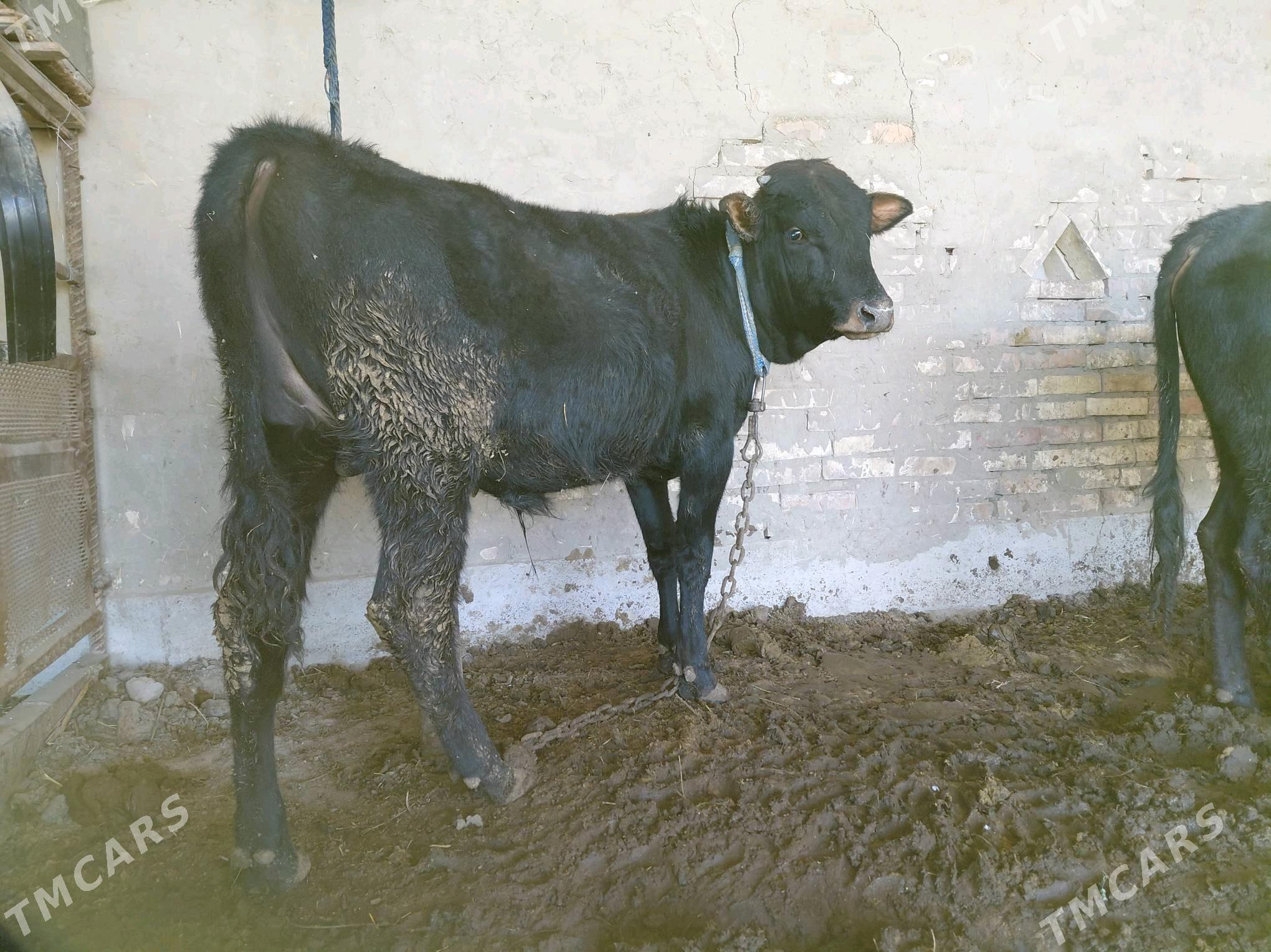 Öküz - Sakarçäge - img 3