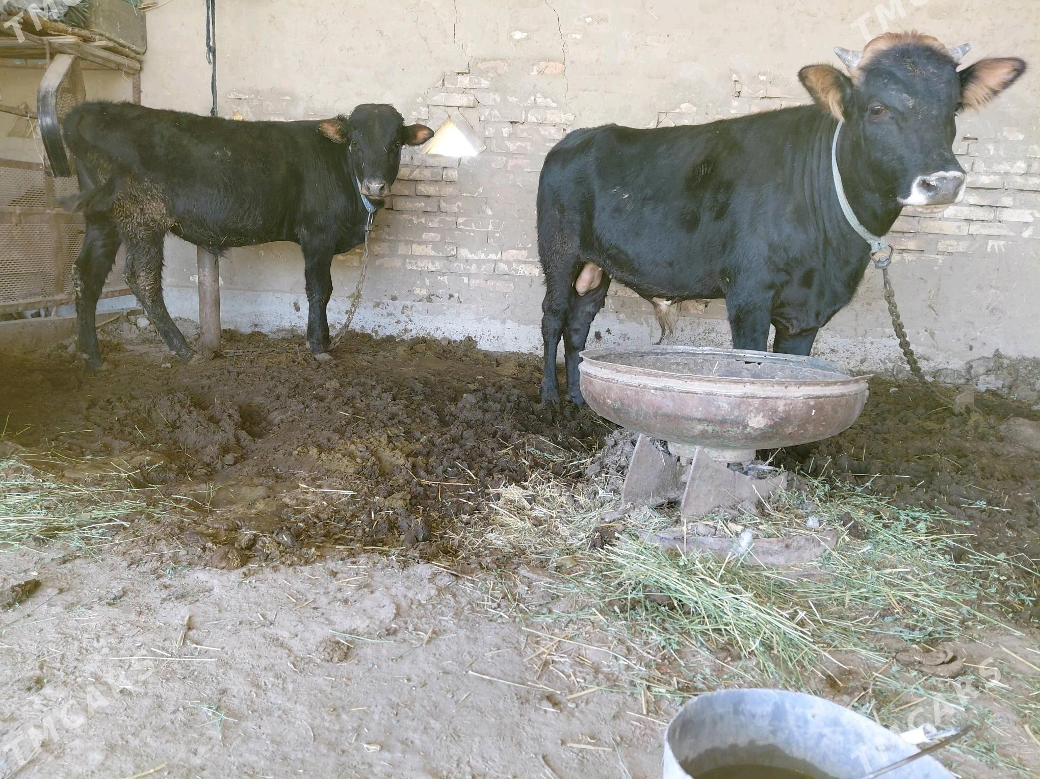 Öküz - Sakarçäge - img 4