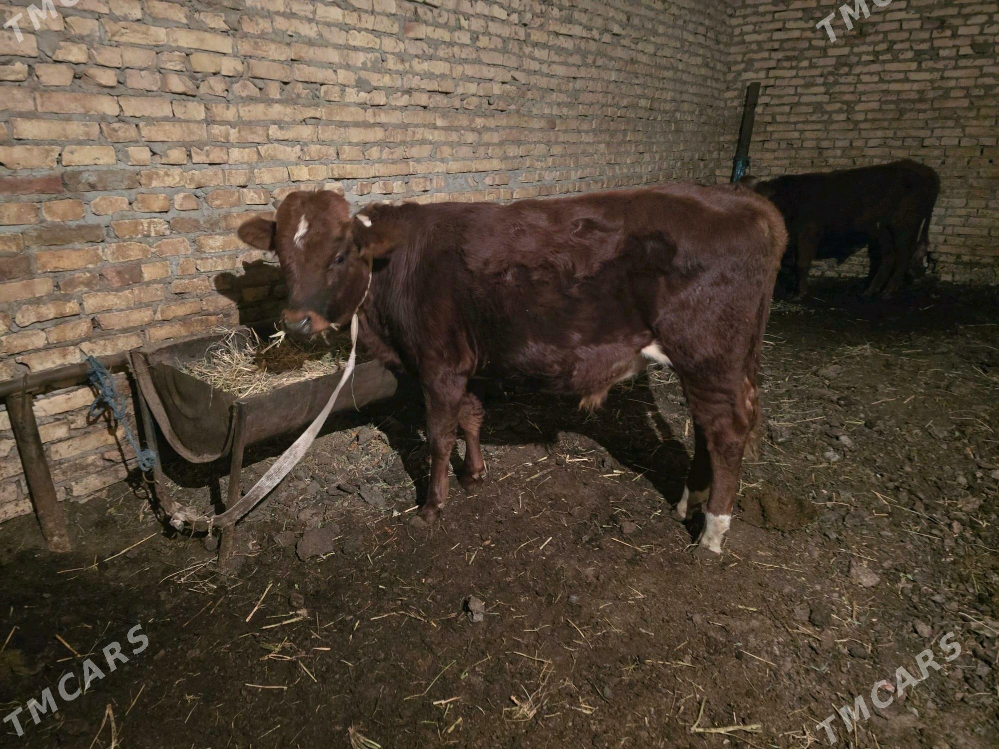 okuz 3 sany - Türkmenabat - img 1