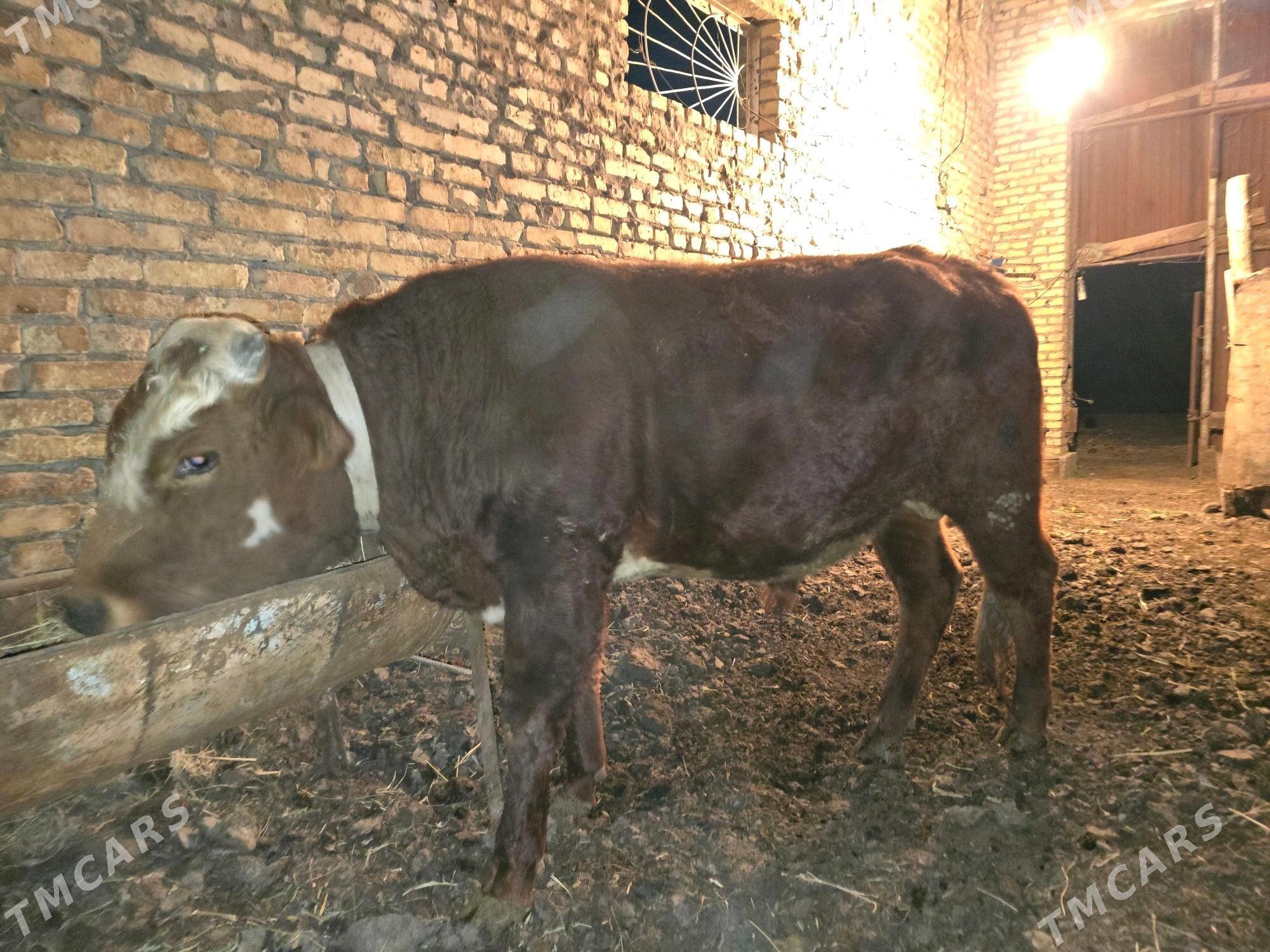 okuz 3 sany - Türkmenabat - img 3