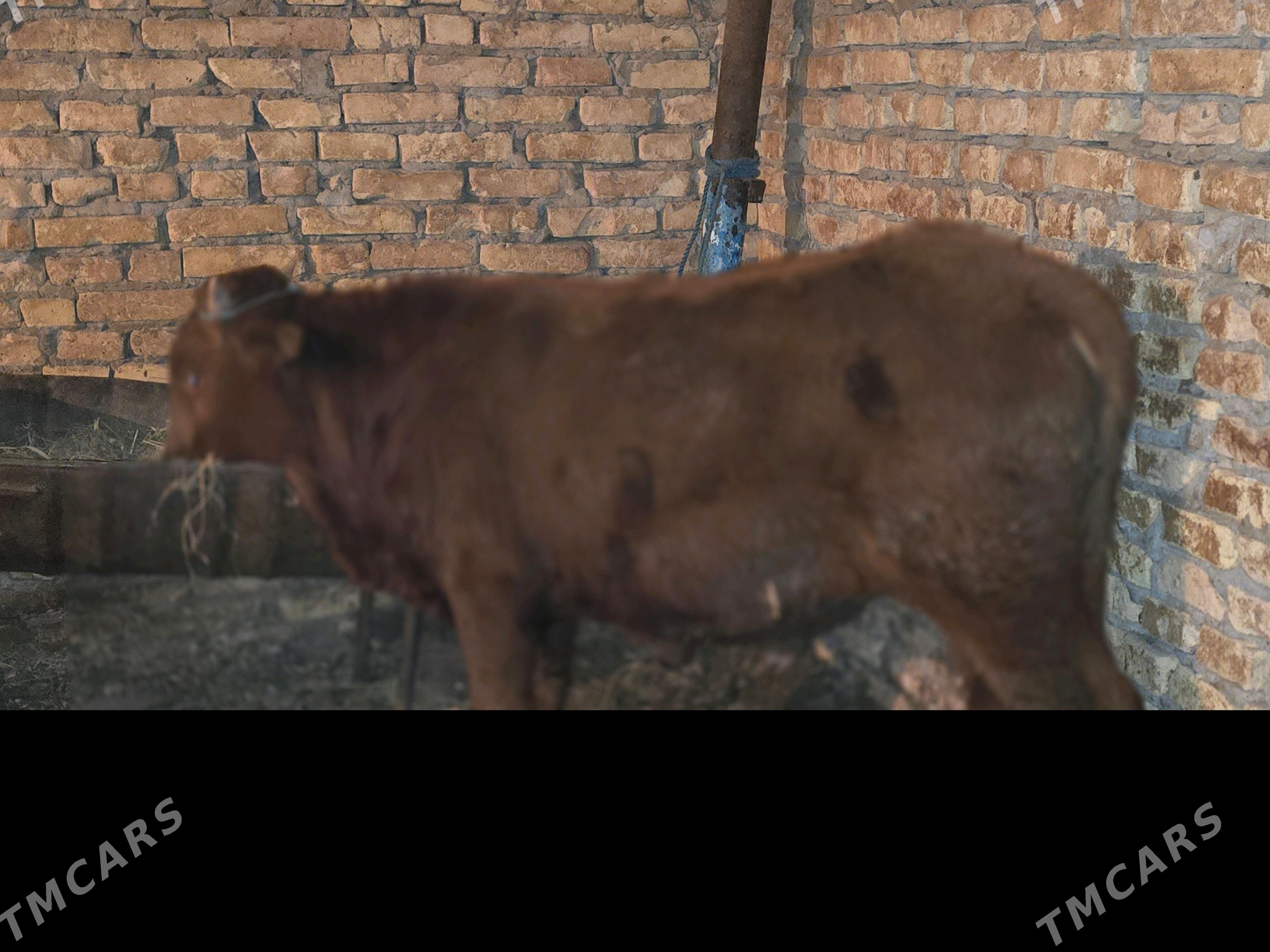 okuz 3 sany - Türkmenabat - img 2