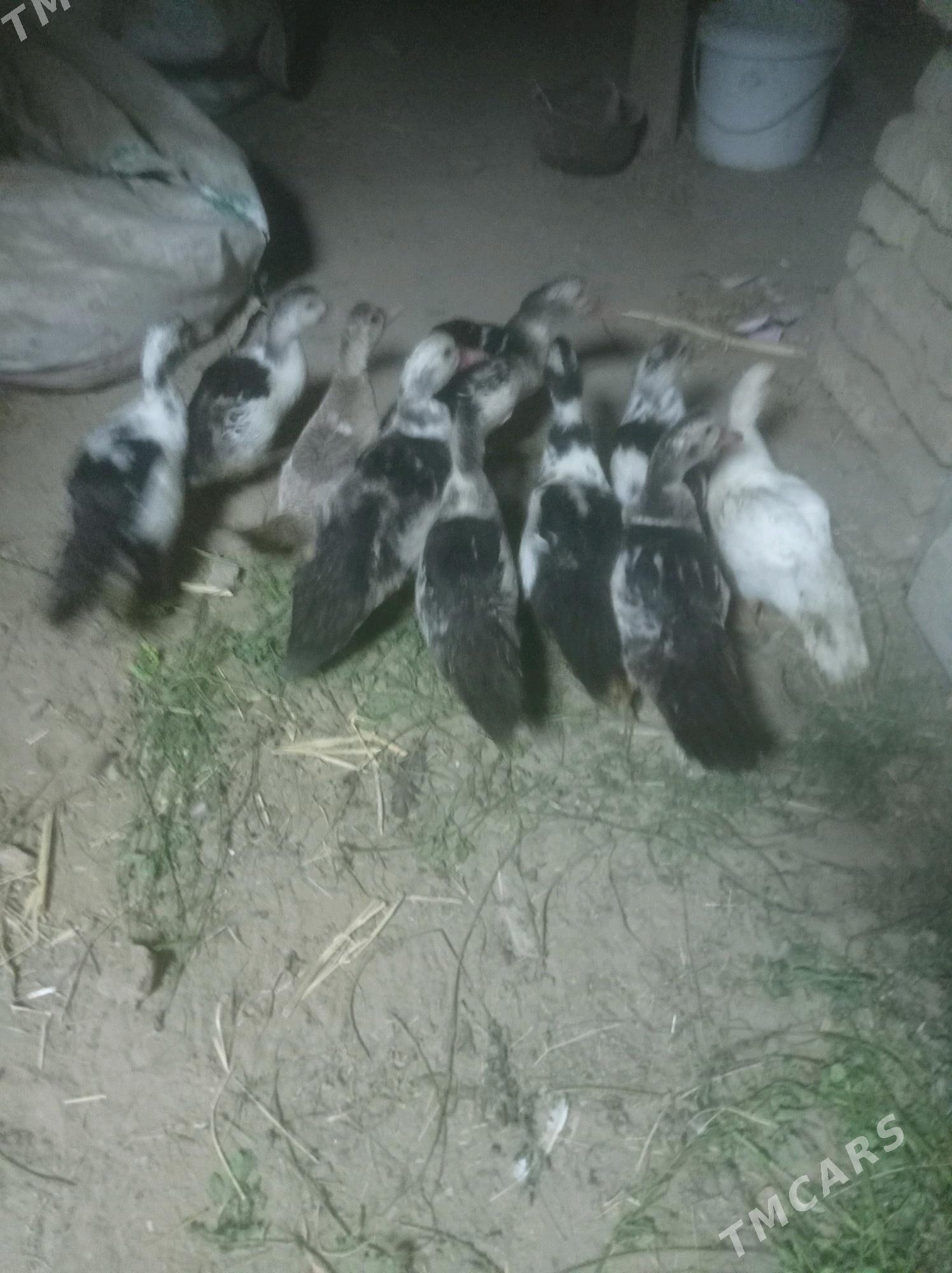 induwutga ordek - Sakarçäge - img 3