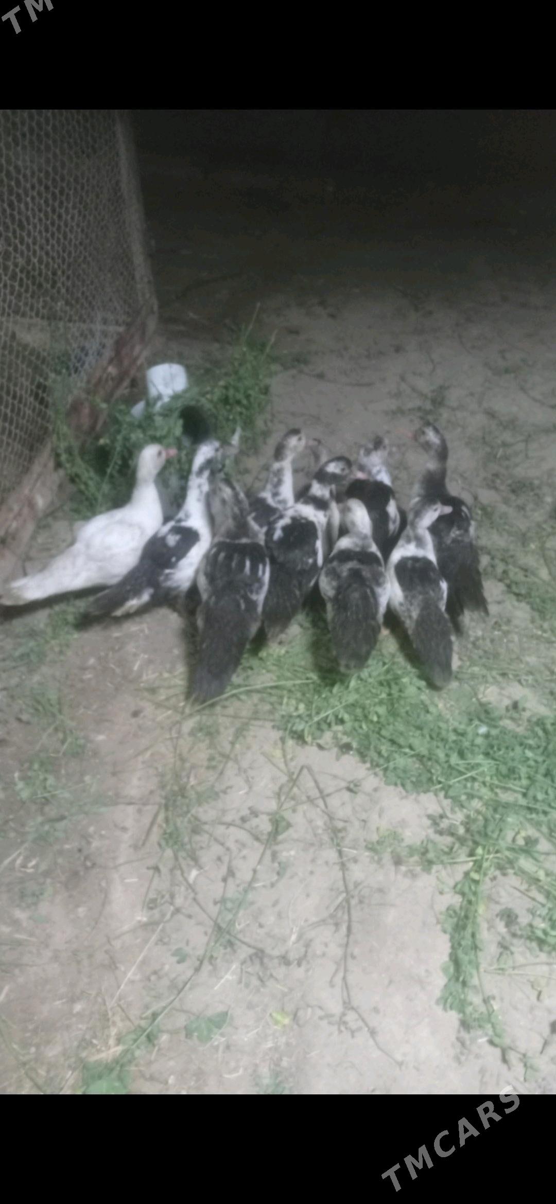 induwutga ordek - Sakarçäge - img 1