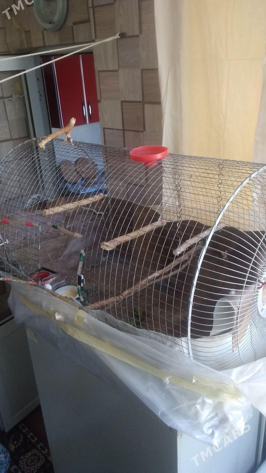 Клетки для  попугаев - Türkmenabat - img 6