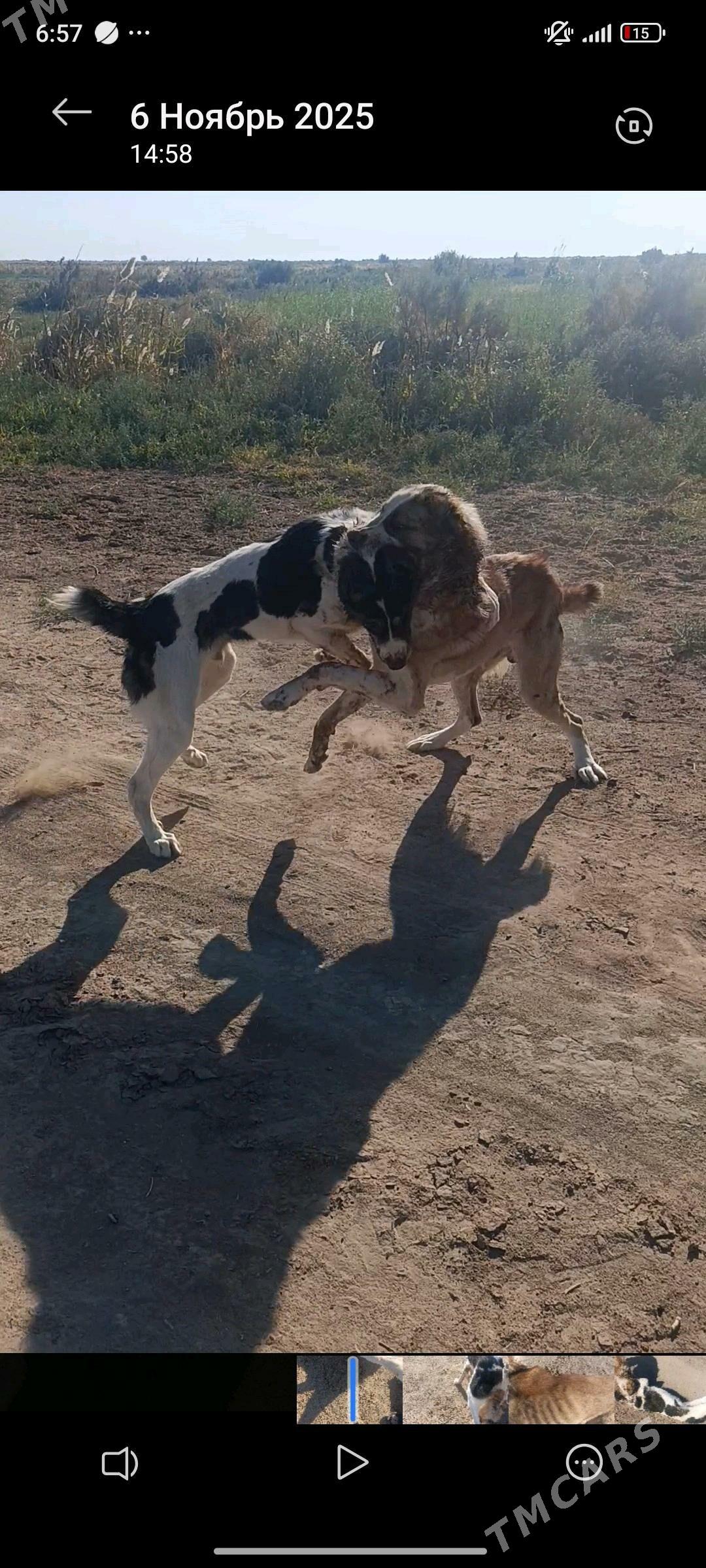 BARON - Tejen - img 4