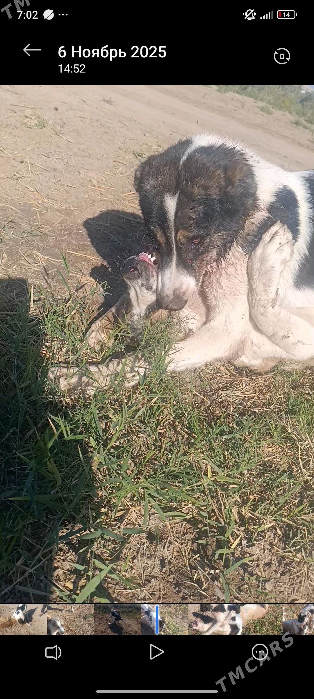 BARON - Tejen - img 5