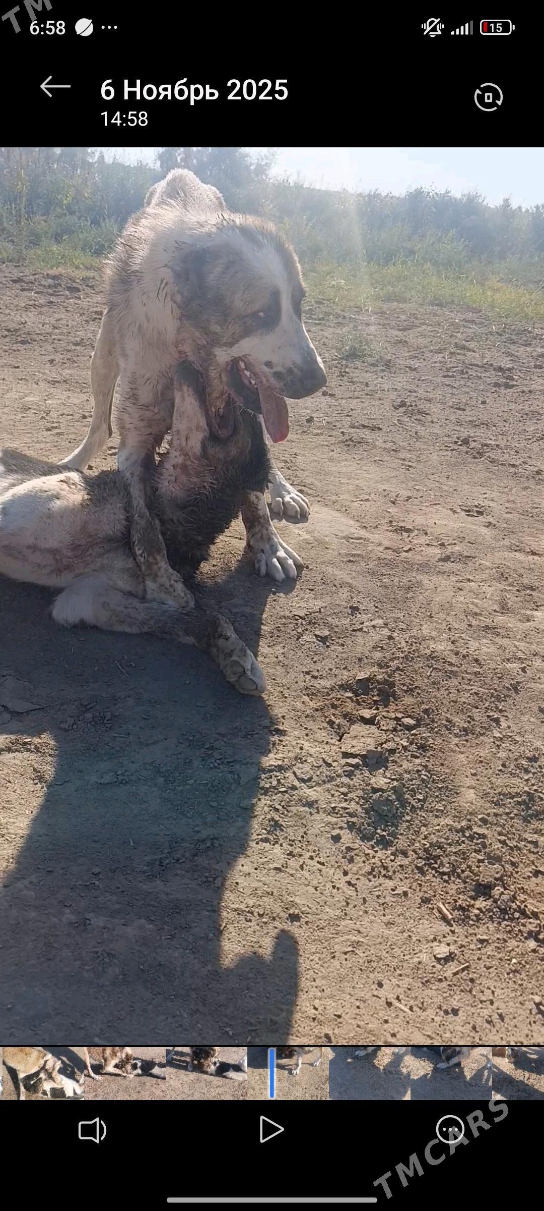 BARON - Tejen - img 3