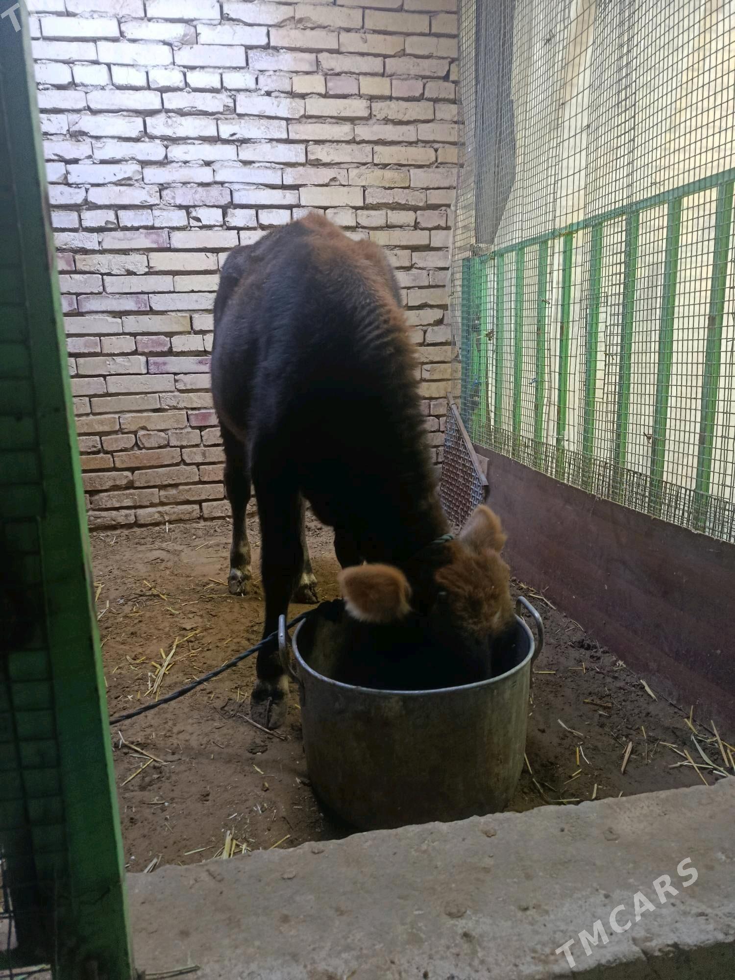 okuz - Çoganly - img 2