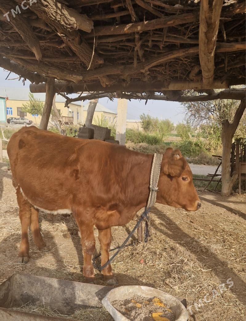 Okiz - Wekilbazar - img 4