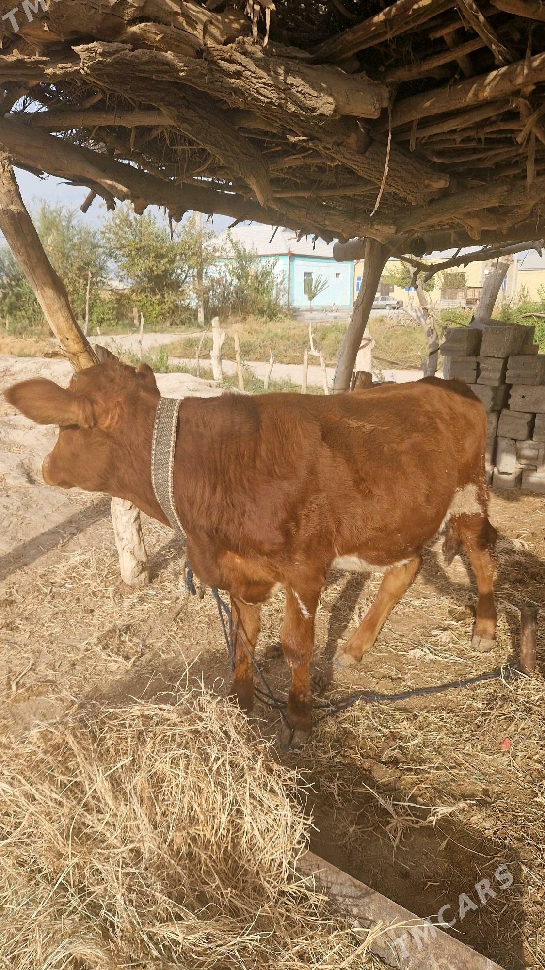 Okiz - Wekilbazar - img 3