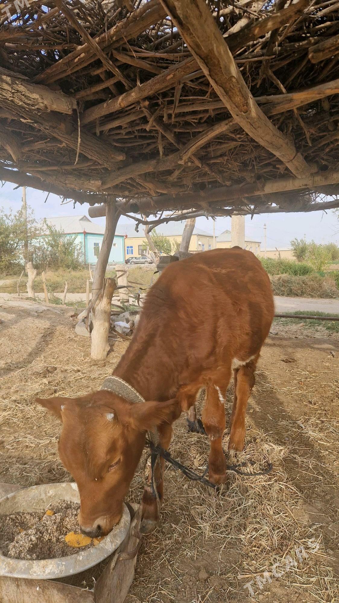 Okiz - Wekilbazar - img 1