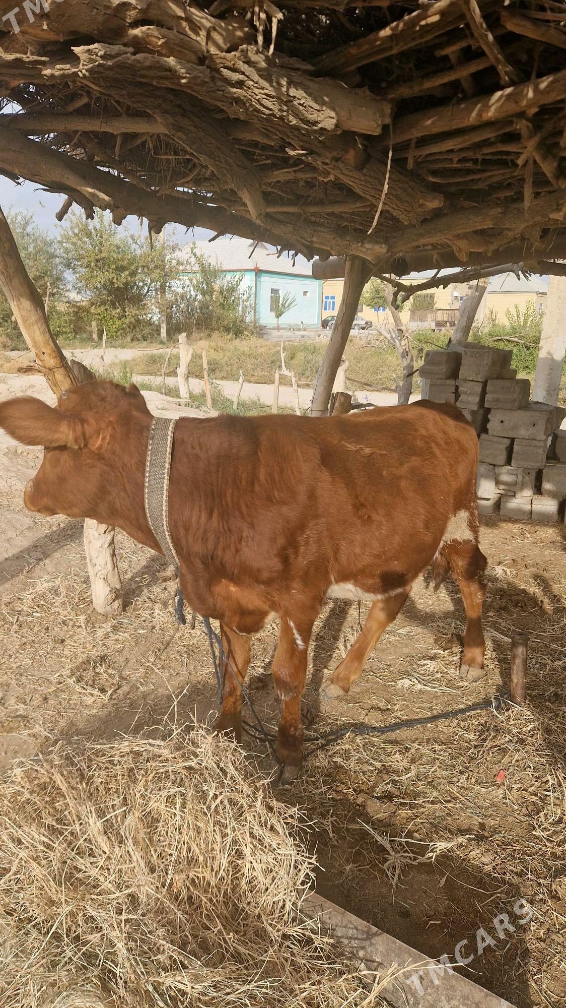 Okiz - Wekilbazar - img 2