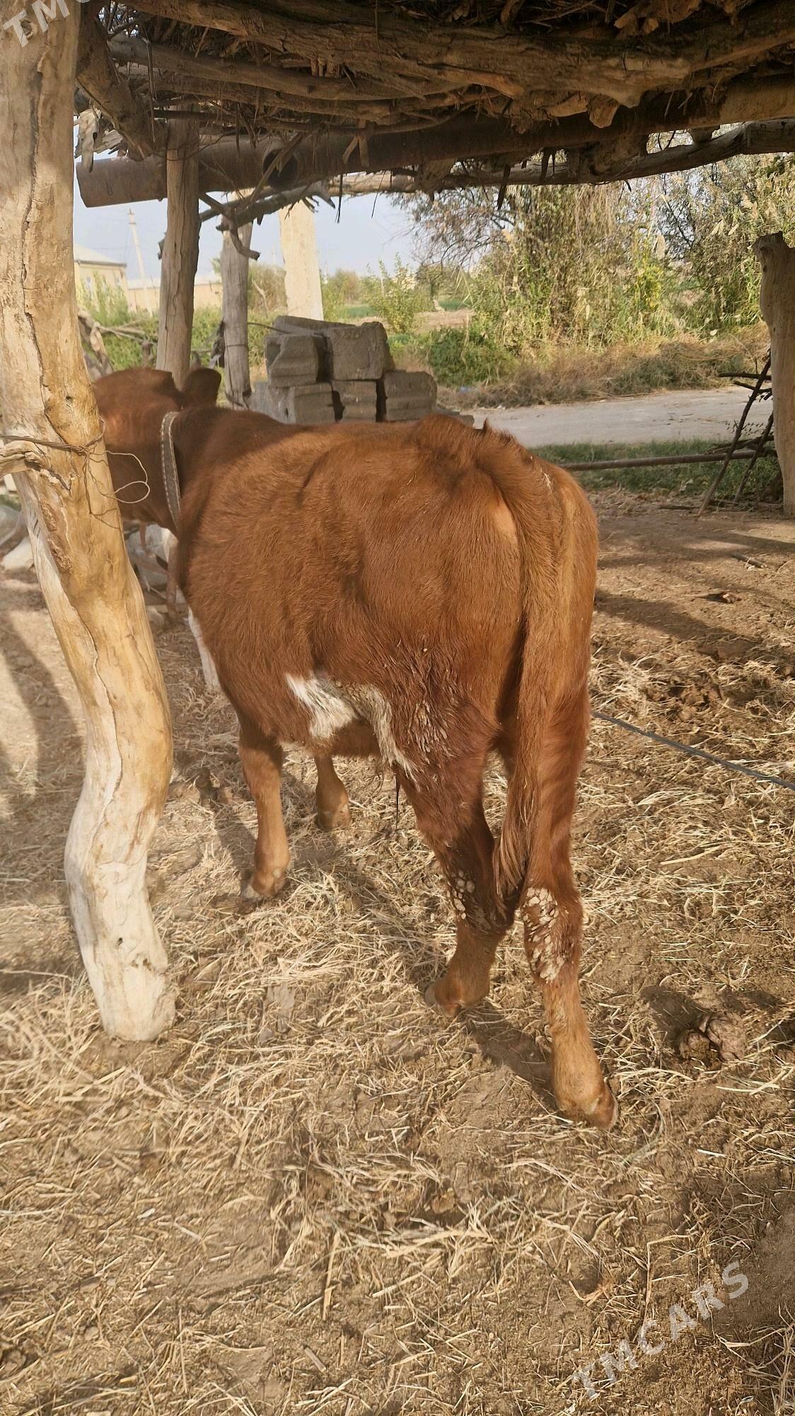 Okiz - Wekilbazar - img 5